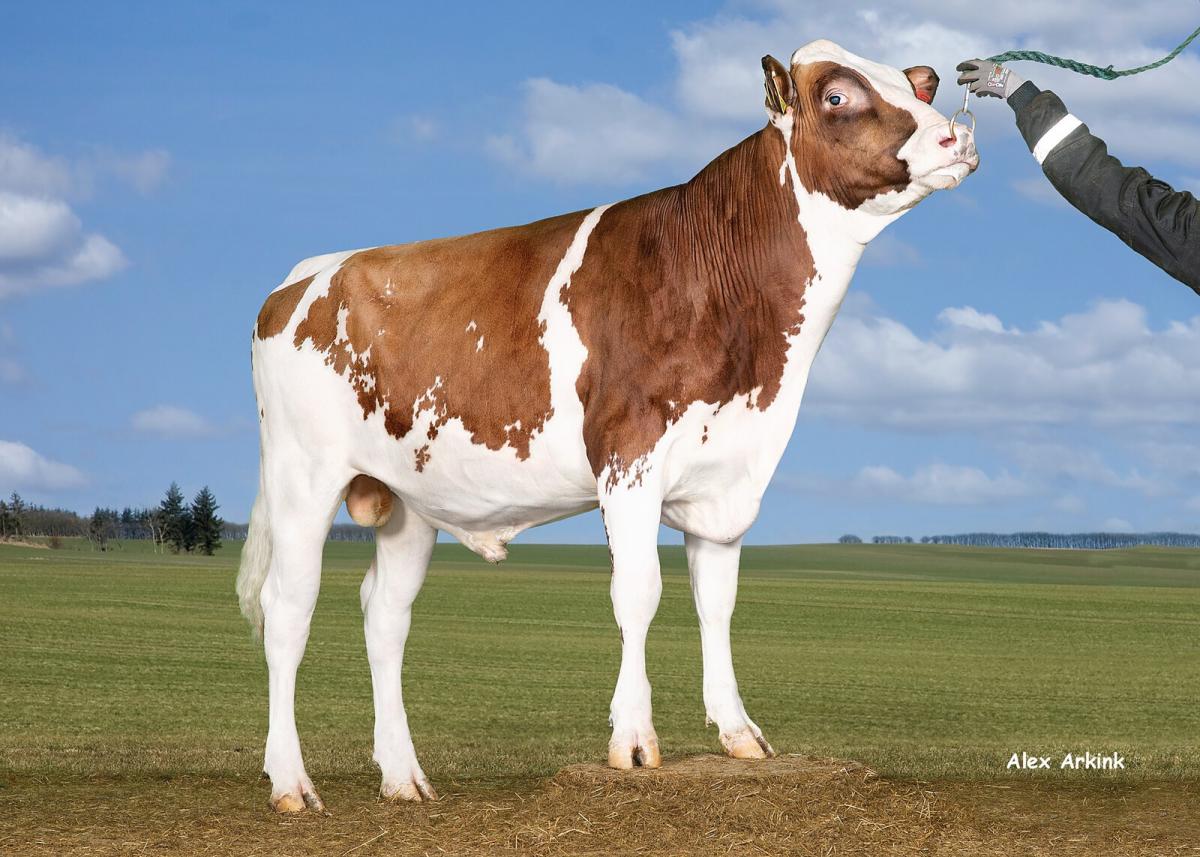 image VR HEEMAN