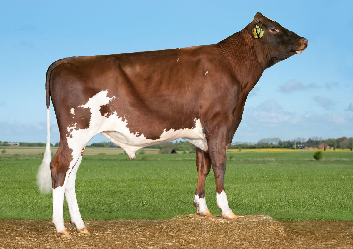 image VR Frit PP